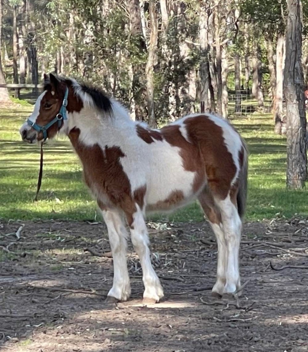 Gypsy Cob x Welsh — photo 2 of 2