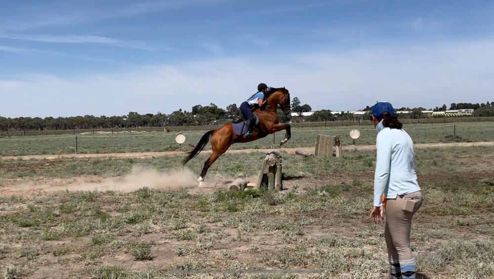 Quiet OTT Gelding — photo 2 of 5