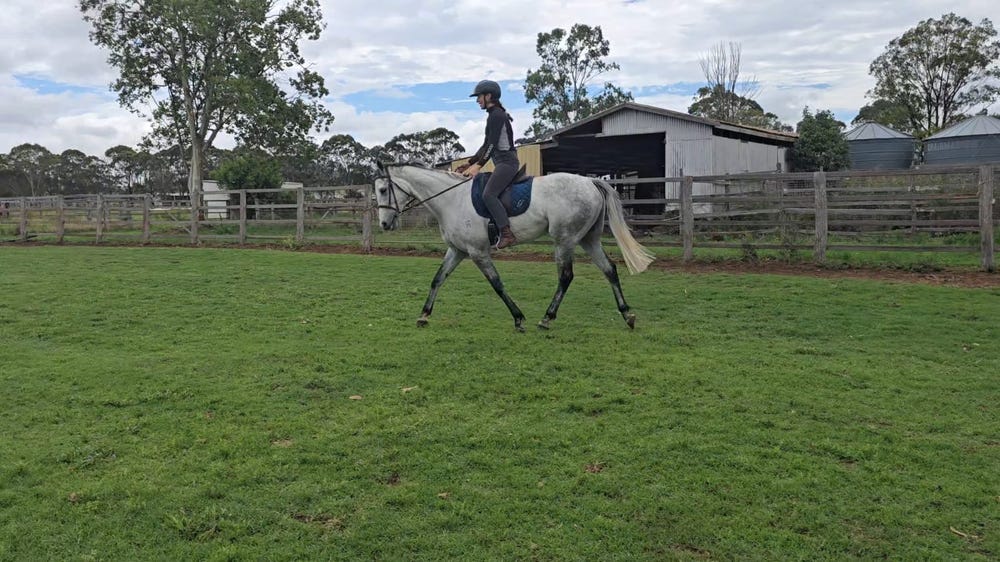 Kind Lovely Moving Gelding — photo 3 of 3