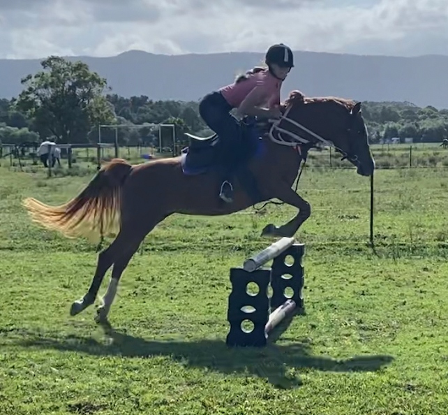 Purebred Arabian — photo 2 of 2