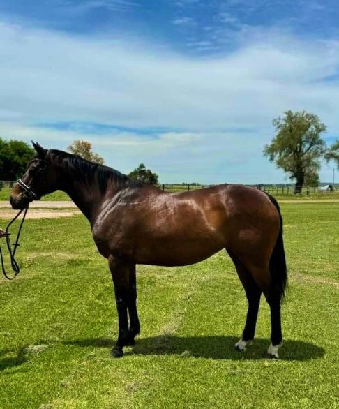 1Of1 TB Mare — photo 3 of 3