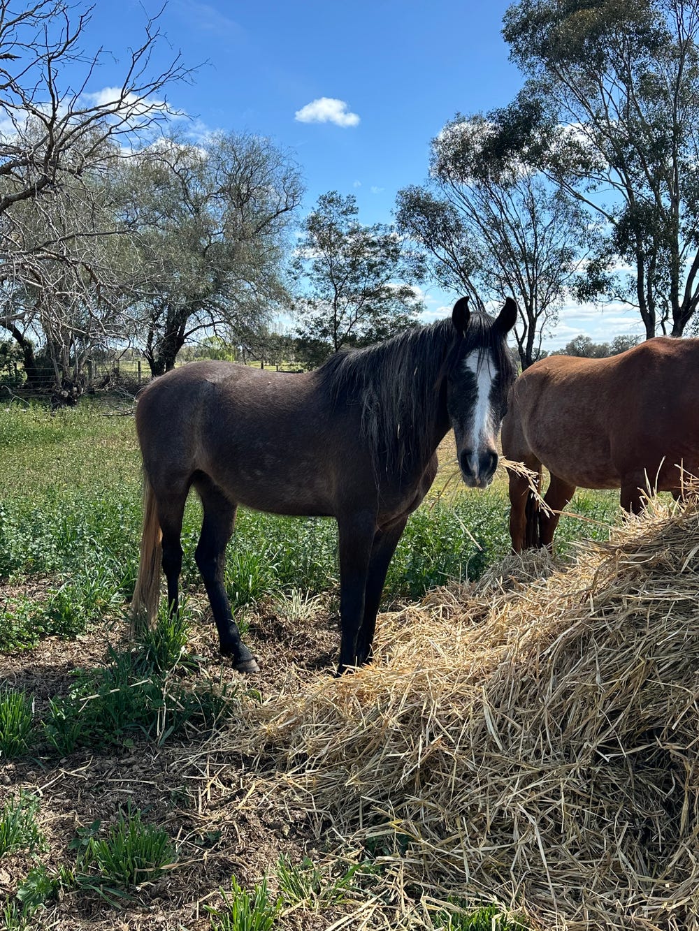Black And Silver Arabian — photo 3 of 3