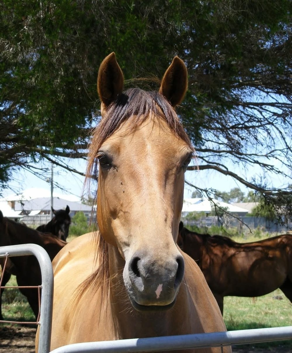 Island Peony Morgan Mare Reg — photo 3 of 3