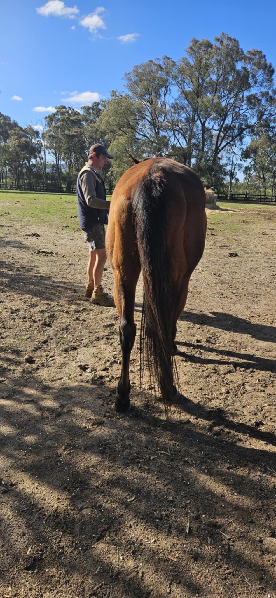 9yr thoroughbred — photo 2 of 3