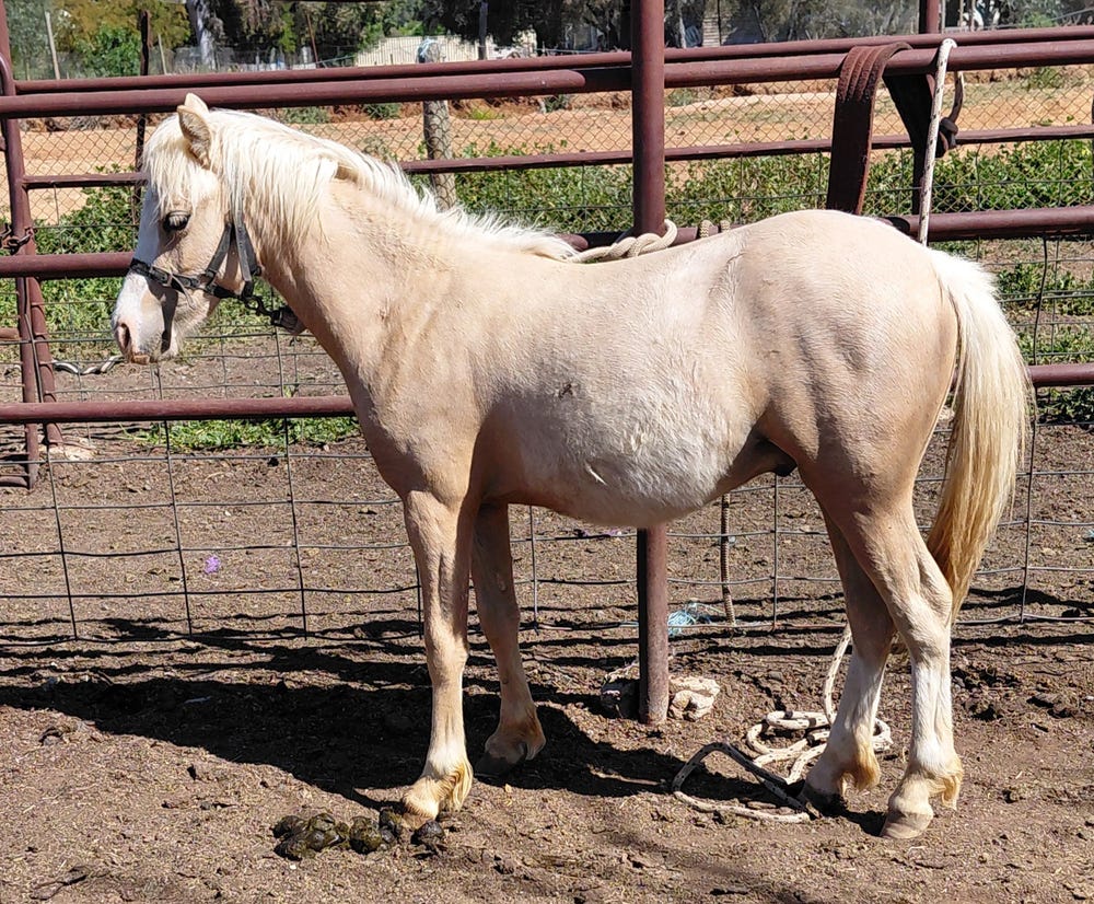 Quality welsh A Gelding — photo 2 of 3