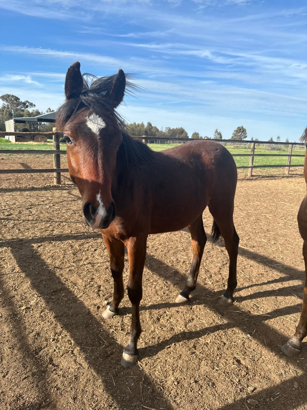 Arabian Colt — photo 2 of 3