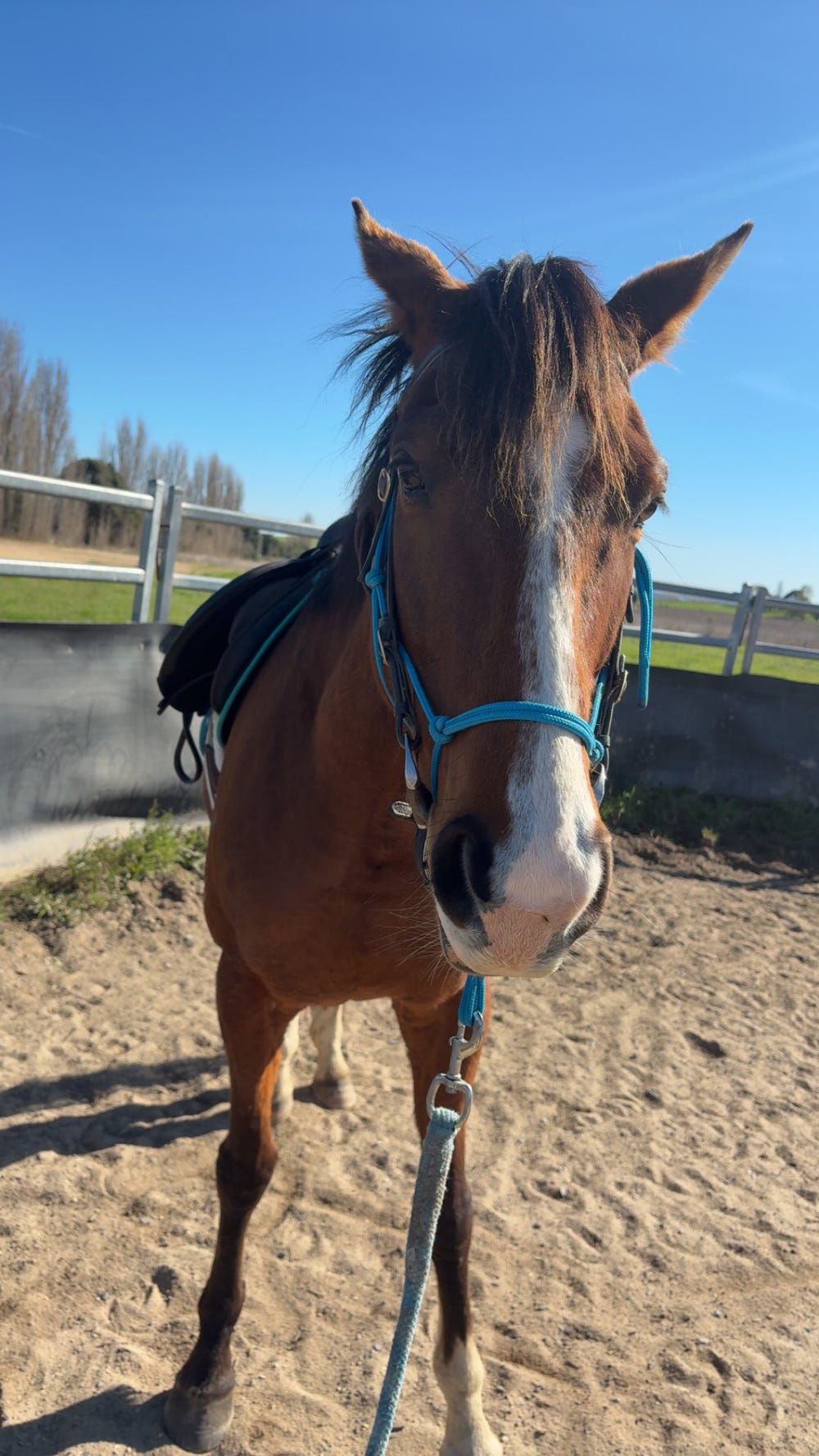 Sweet Bay Gelding — photo 3 of 3
