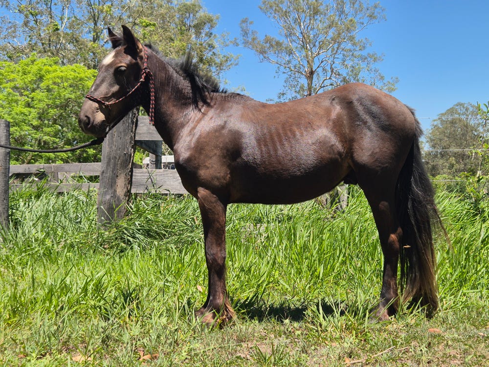 Kind Natured Gelding — photo 2 of 3