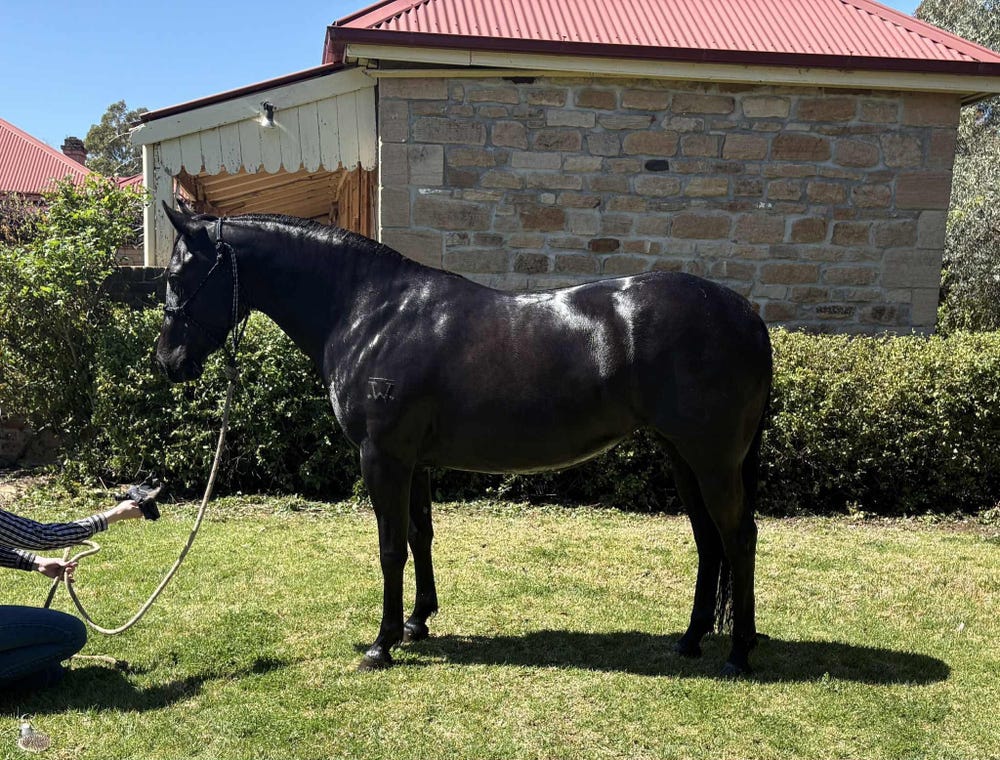 3yo Black Filly — photo 2 of 3