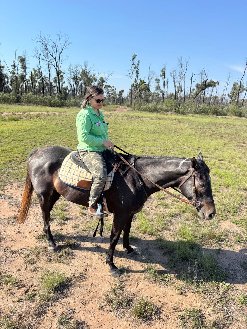 Brown grey OTT Gelding — photo 2 of 3