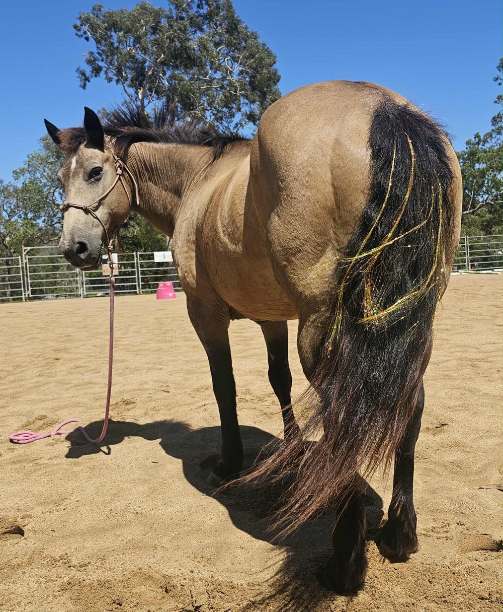Reliable Trail Partner – Percheron Cross Mare — photo 2 of 5