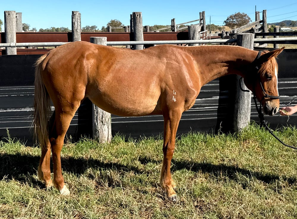 HSH Yearling Filly — photo 2 of 3
