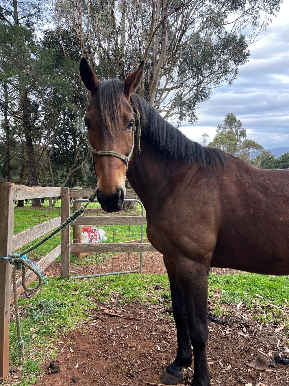 Companion Irish sports horse — photo 2 of 3