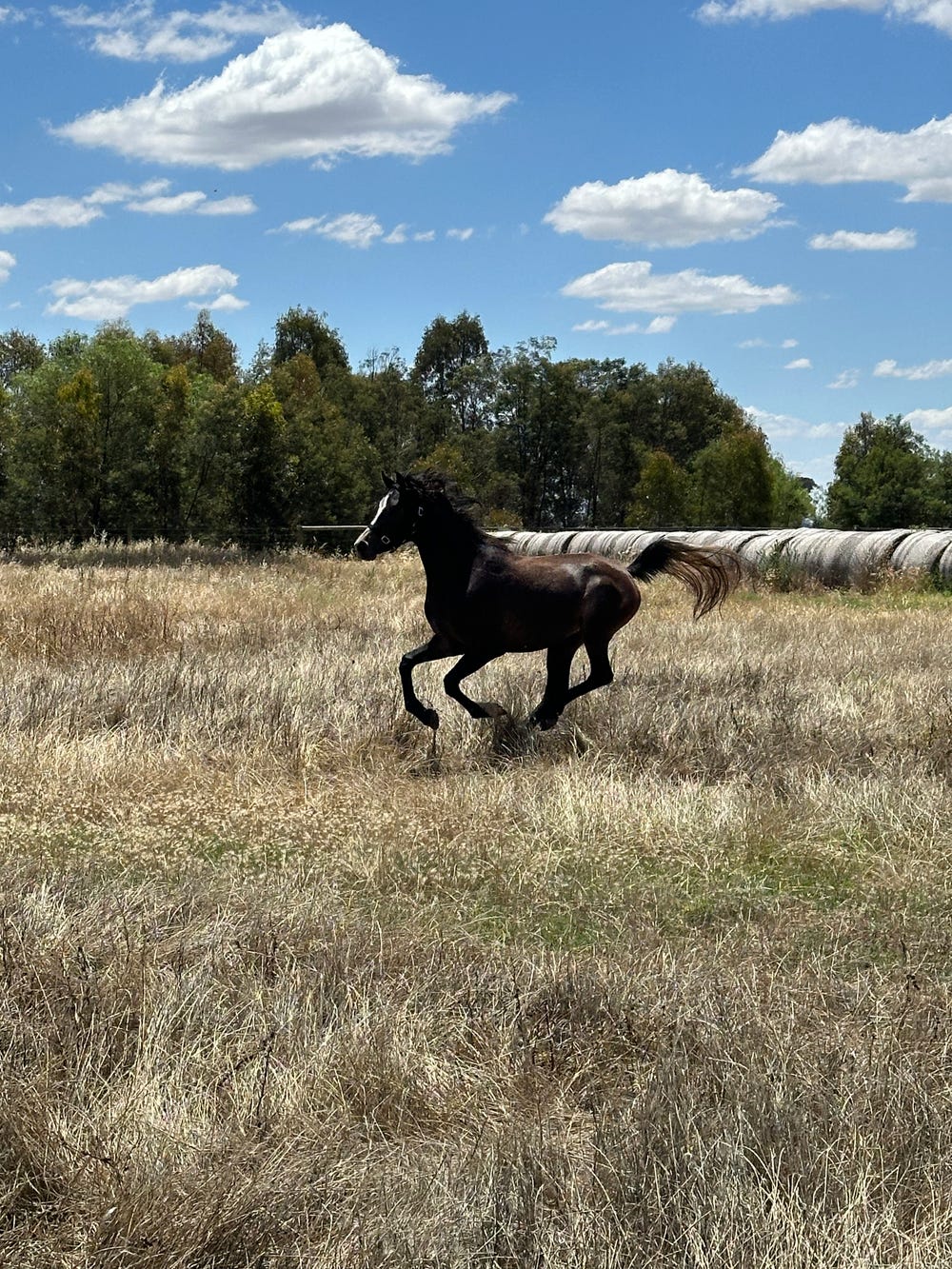 Black And Silver Arabian — photo 2 of 3