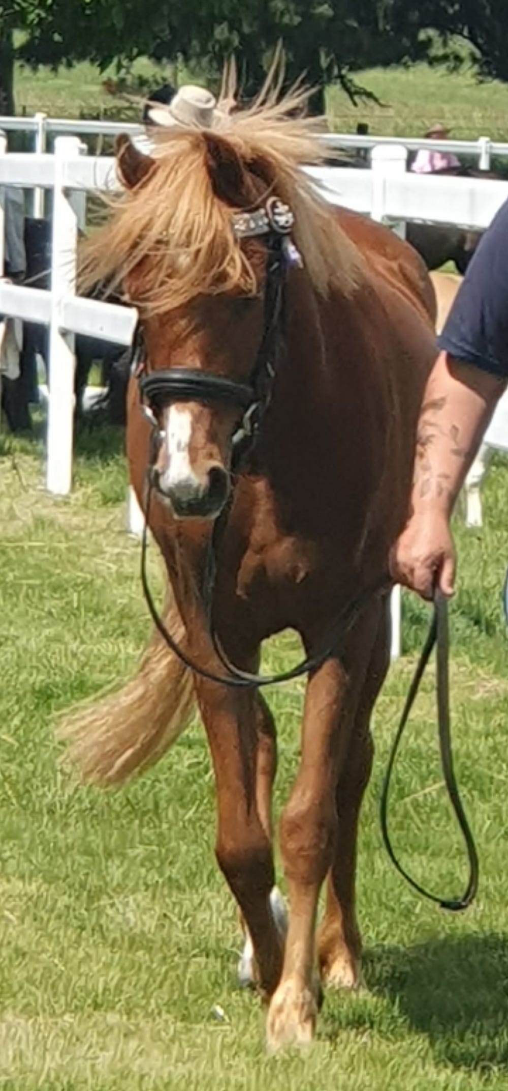 Stunning Welsh x Mare In Foal — photo 3 of 3