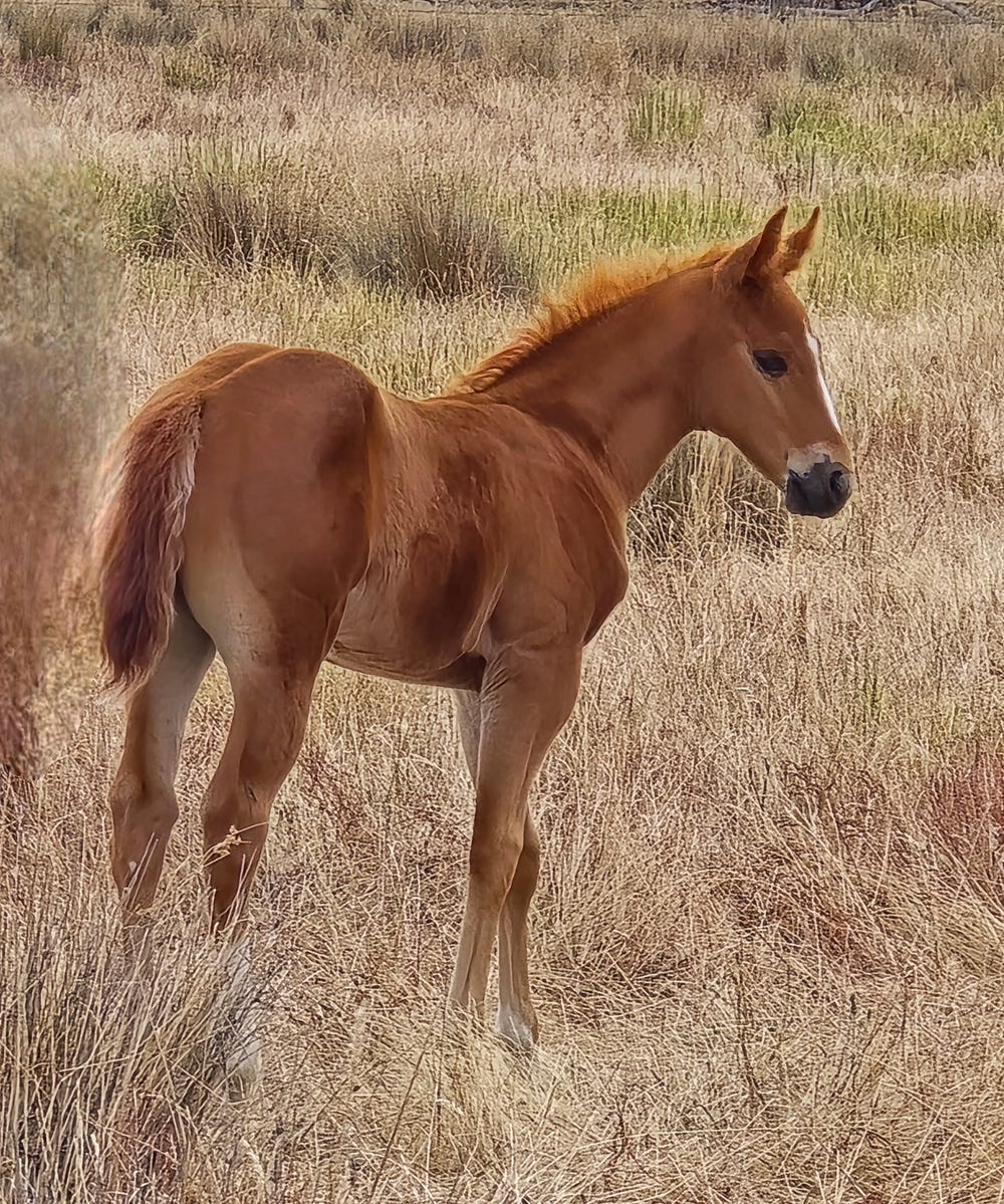 Flashy Chestnut Colt — photo 3 of 4