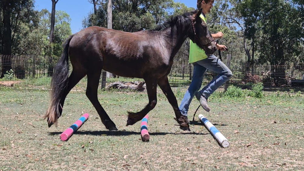 Kind Natured Gelding — photo 3 of 3