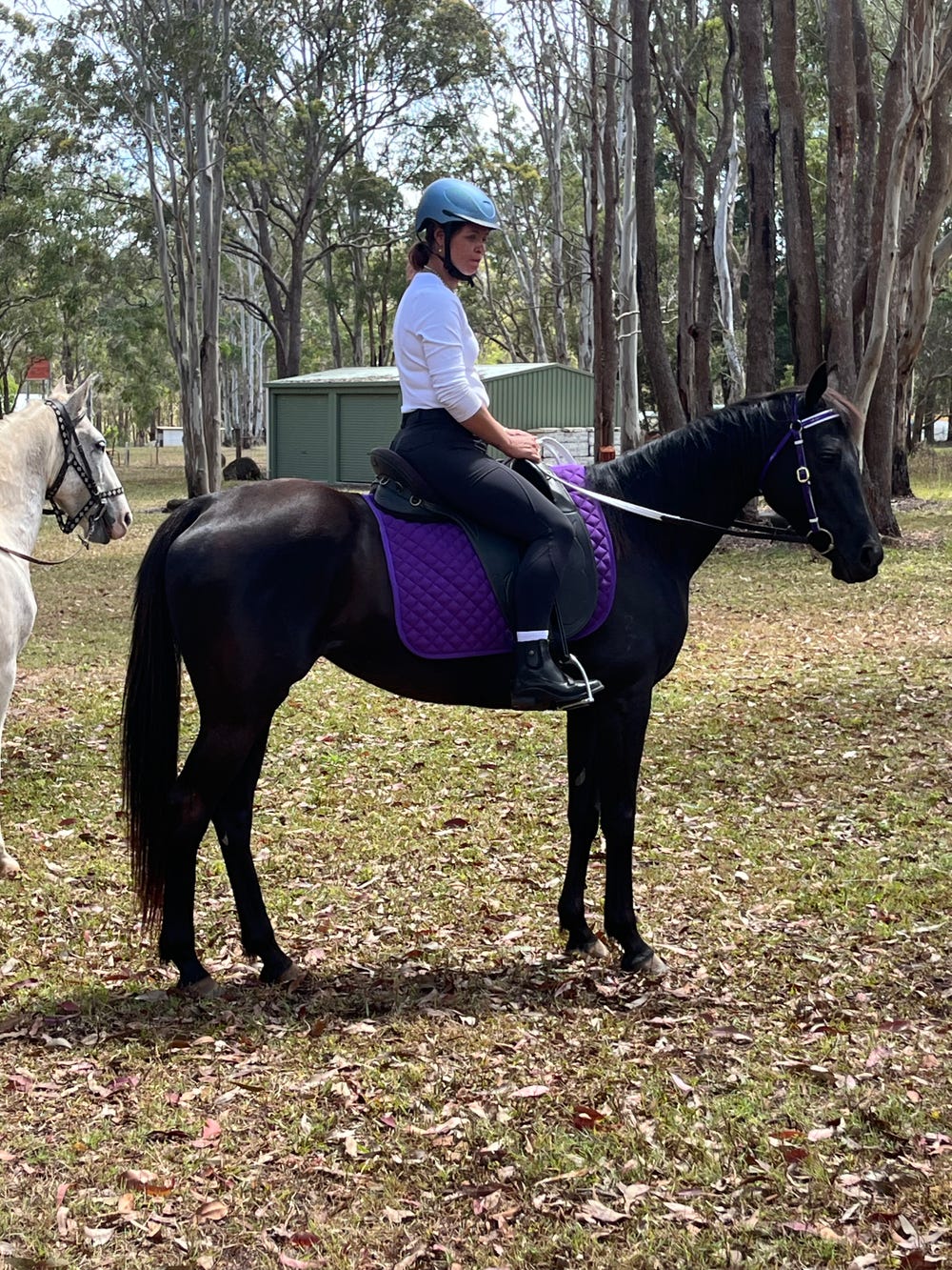 Kandi, Beautiful OTTB Mare — photo 2 of 3