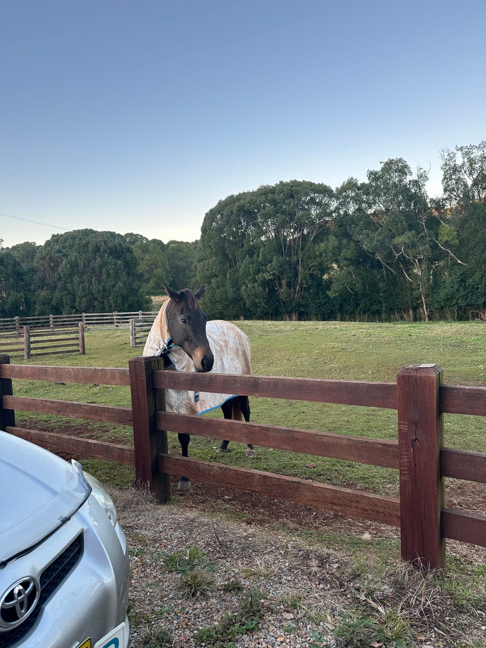Jerry - Quiet Tb Gelding — photo 3 of 3