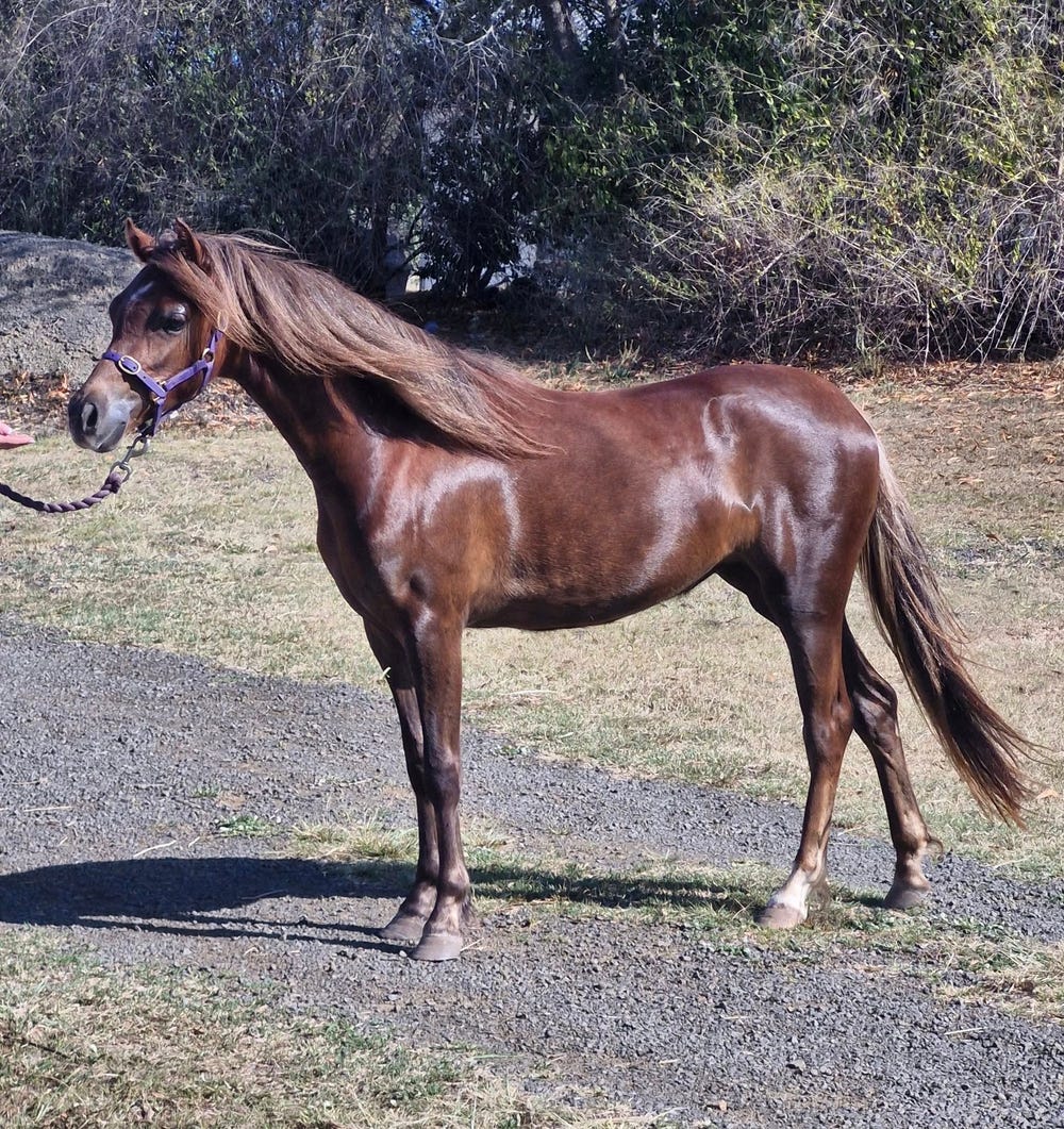 Lovely Welsh B Filly — photo 3 of 3