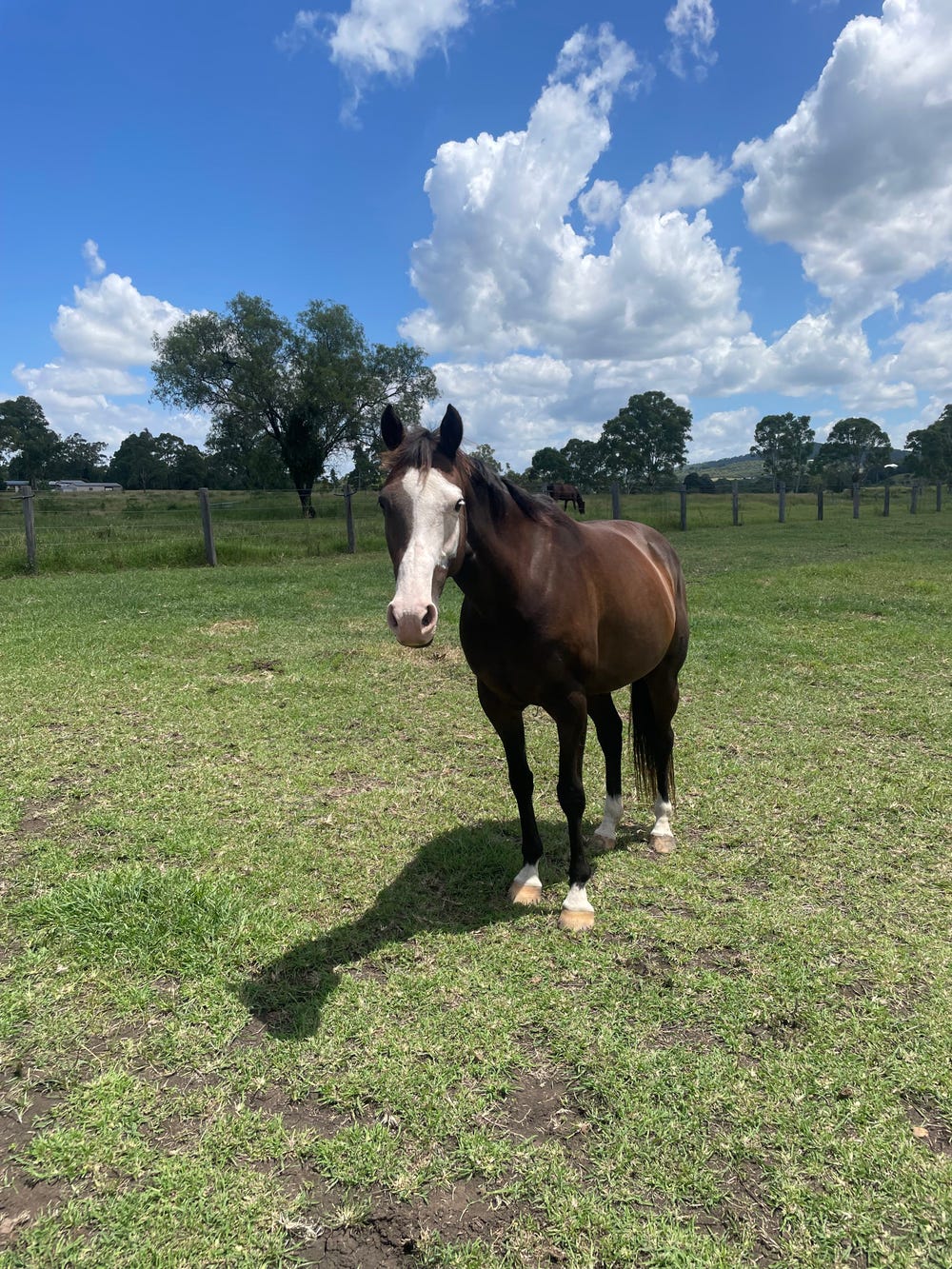 Valentina (Vee) - registered paint x thoroughbred — photo 2 of 5