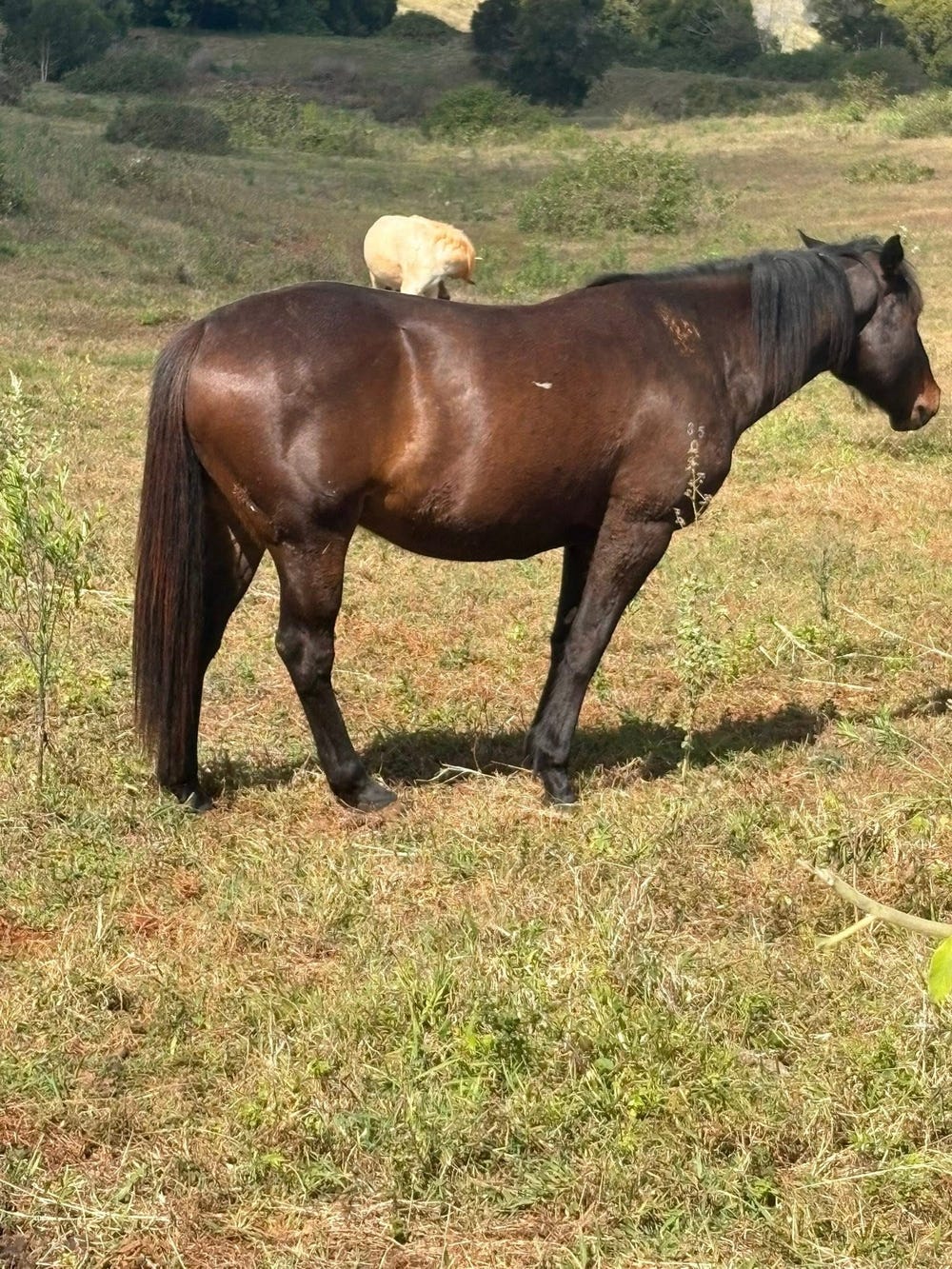 Thunder Kick 5yr old TB — photo 2 of 3