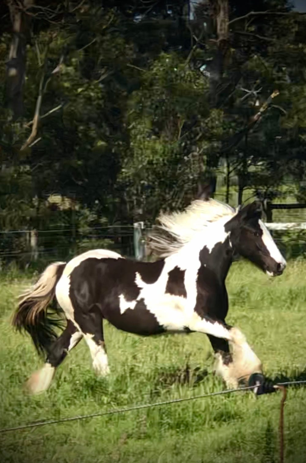 Flashy Pure Gypsy Cob Yearling — photo 2 of 5