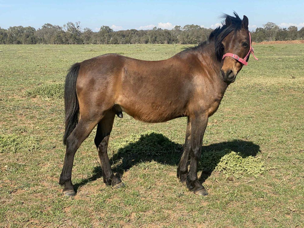 Project Pony — photo 2 of 2