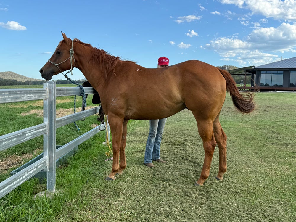 QH Gelding 6yo Broken in — photo 2 of 3