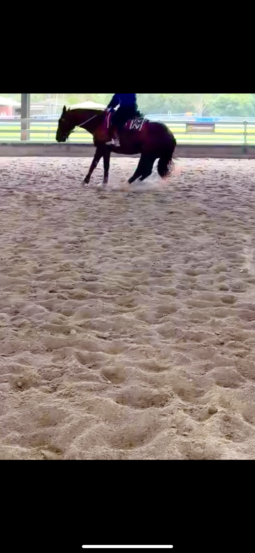 Clydesdale x Mare — photo 2 of 5