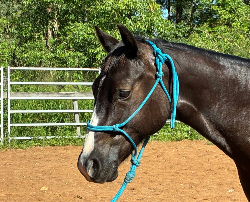 Pretty Boy Appaloosa — photo 3 of 5