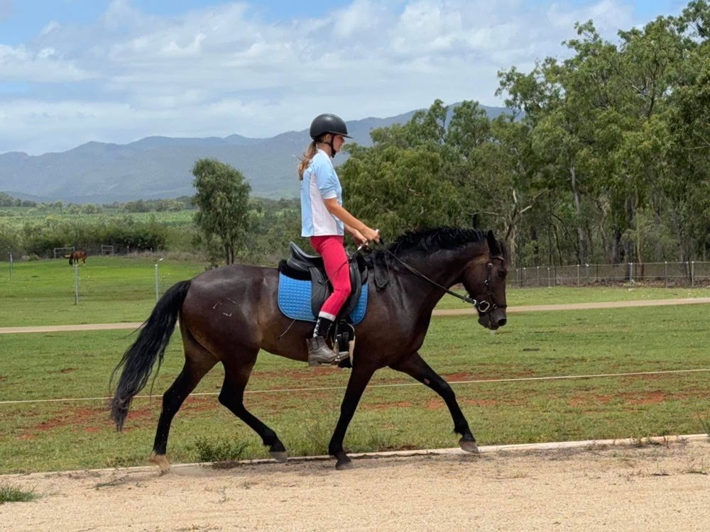 Andalusian mare for sale ON HOLD — photo 2 of 5
