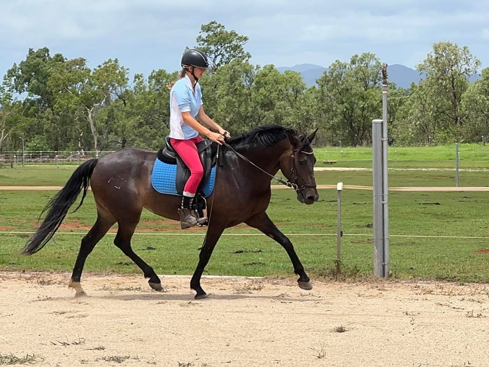 Andalusian mare for sale ON HOLD — photo 3 of 5