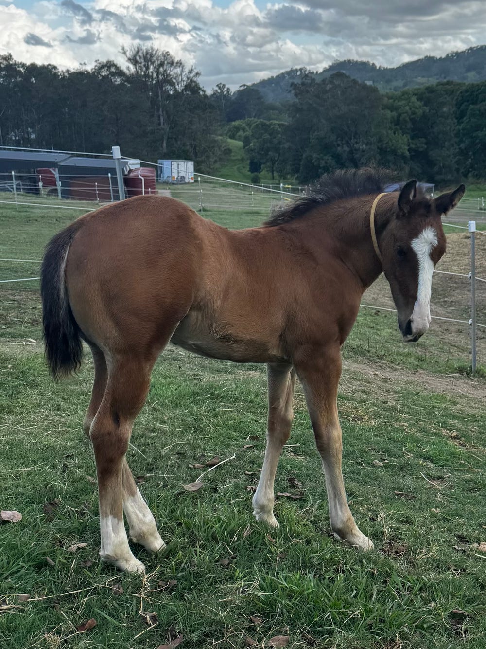 Stunning Bay QH Weanling Colt — photo 3 of 5