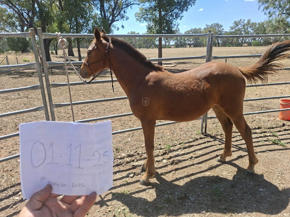 ASH x QH Gelding — photo 3 of 4