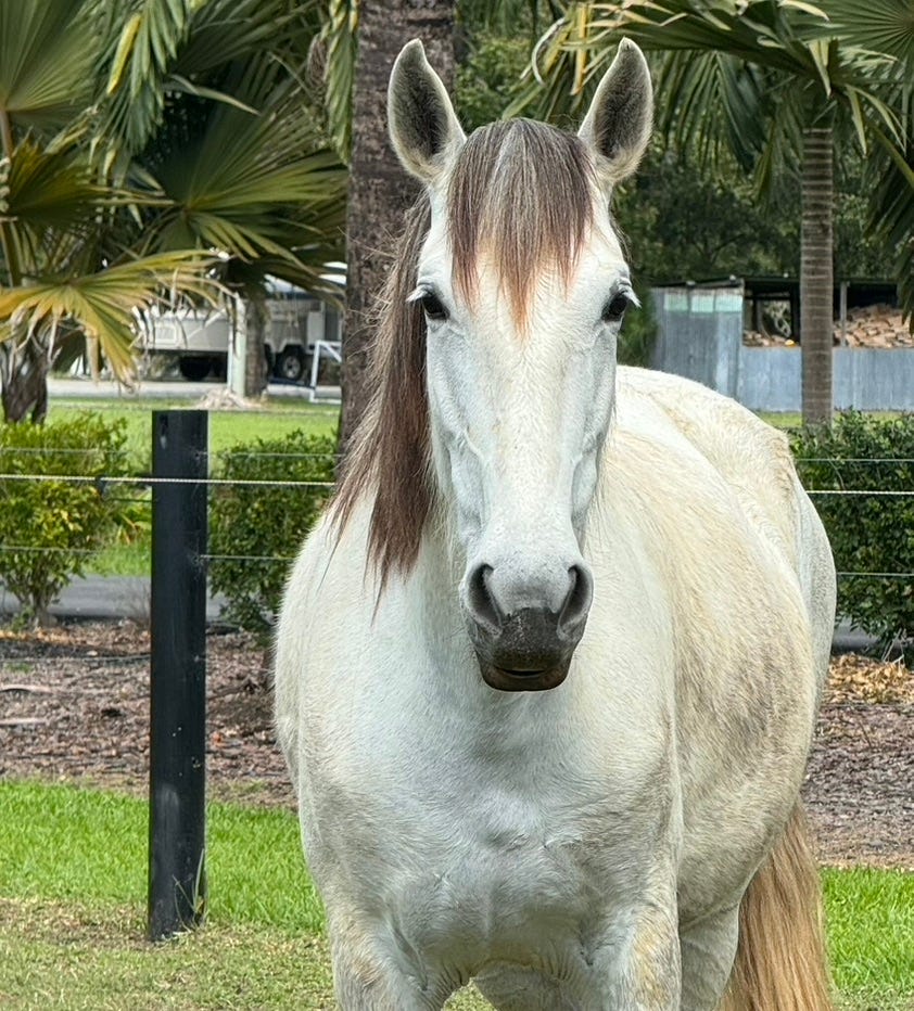 Premium PRE Ridden Prospect/Broodmare - Imported Bloodlines — photo 2 of 4