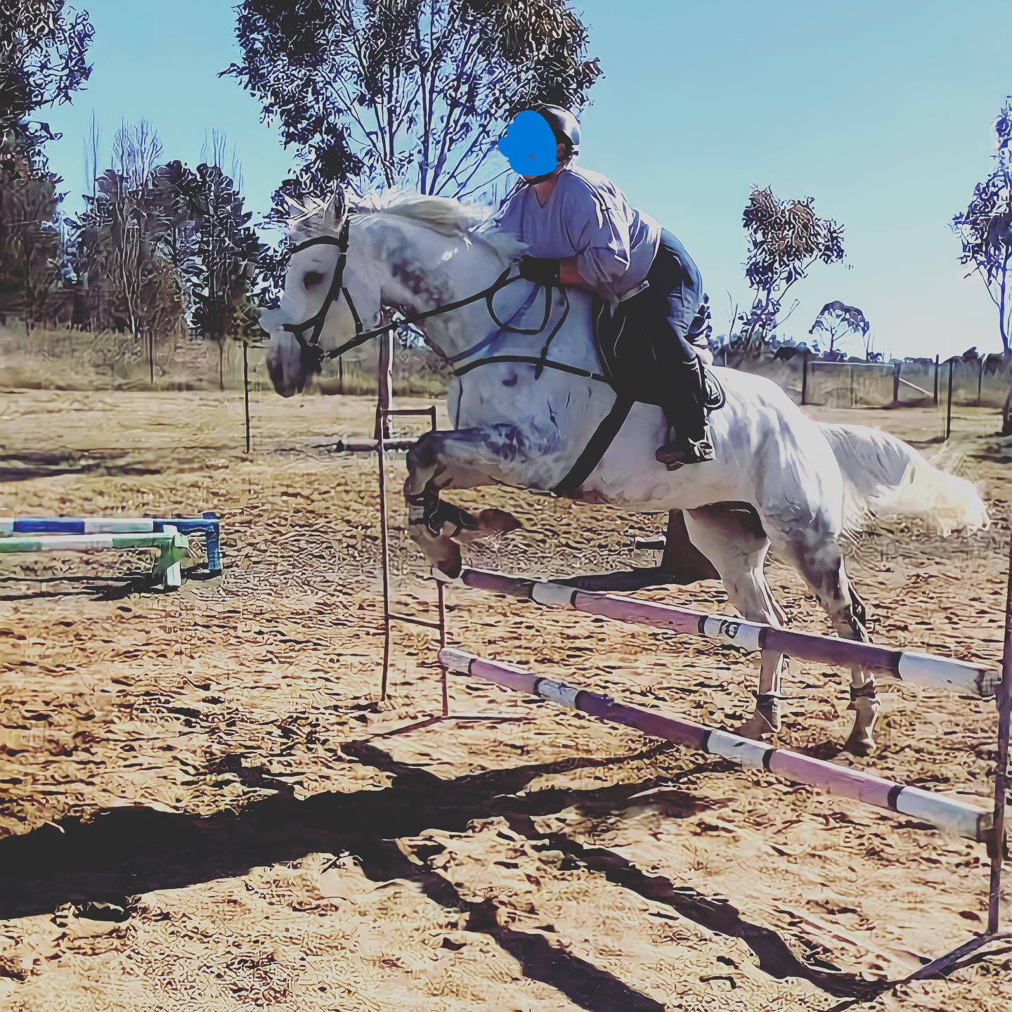 Stunning grey Gelding — photo 2 of 2