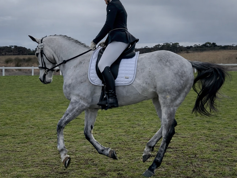 Super Allrounder Gelding — photo 2 of 10