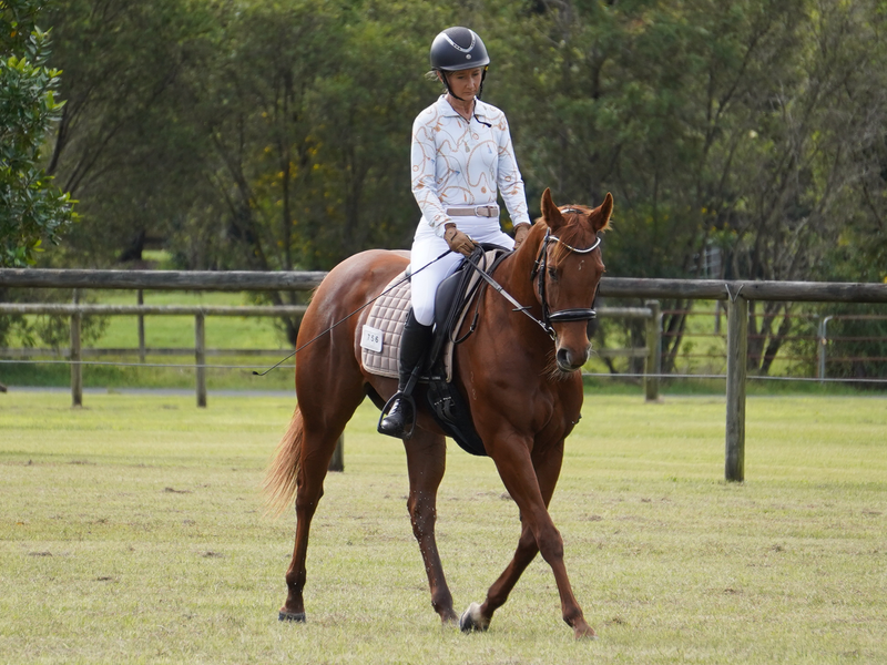 Quality OTTB Mare  Dressage & Performance — photo 2 of 10