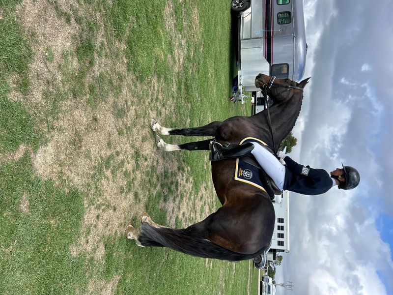 Jalyn Royrumba (Soxie)  2008,16hh Warmblood — photo 3 of 3