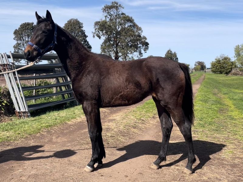 Showjumping Bred Filly — photo 2 of 6