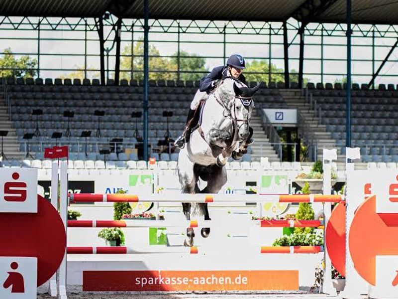 Showjumping Bred Filly — photo 3 of 6