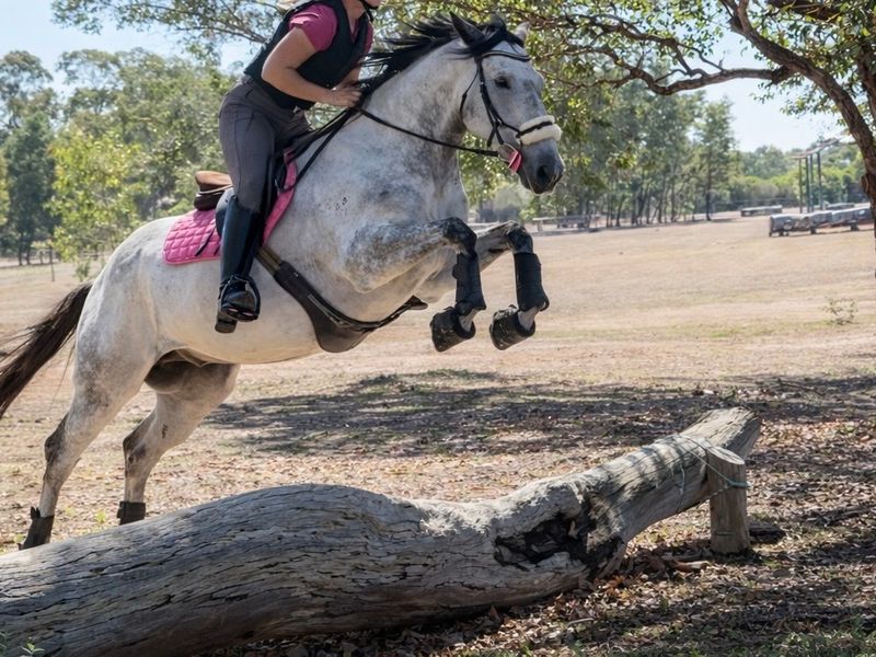 Super Allrounder Gelding — photo 3 of 10