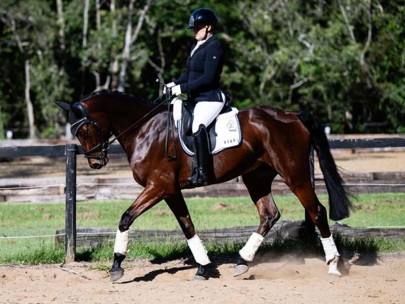 Jembrae Riverfire  Talented/Versatile Young Hor — photo 3 of 8