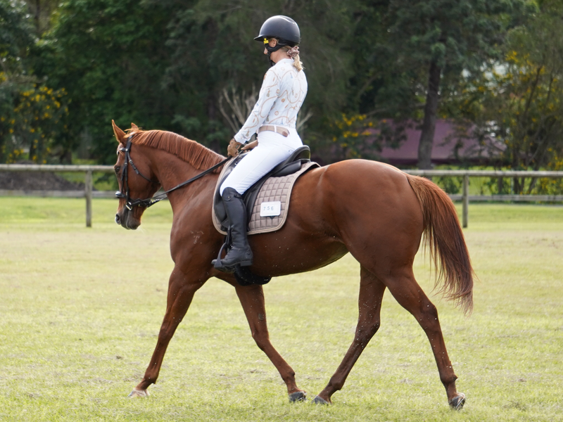 Quality OTTB Mare  Dressage & Performance — photo 3 of 10