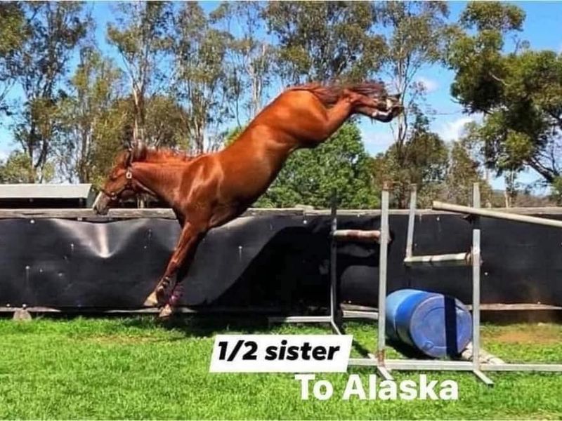 Dominator Z ET filly out if jumping bred dam — photo 2 of 8