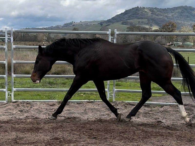 So You Think Gelding — photo 3 of 5