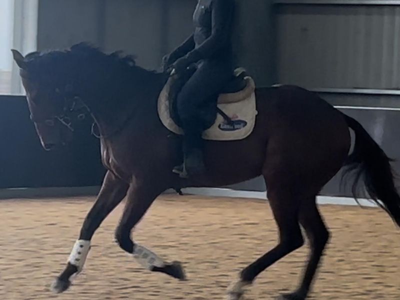 Lovely OTT gelding. — photo 2 of 3