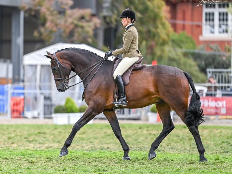 Exceptional dressage /show hunter hack — photo 2 of 3