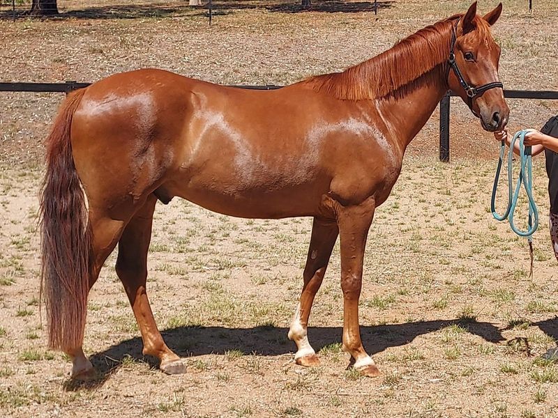 Dressage or Eventing Prospect — photo 3 of 3